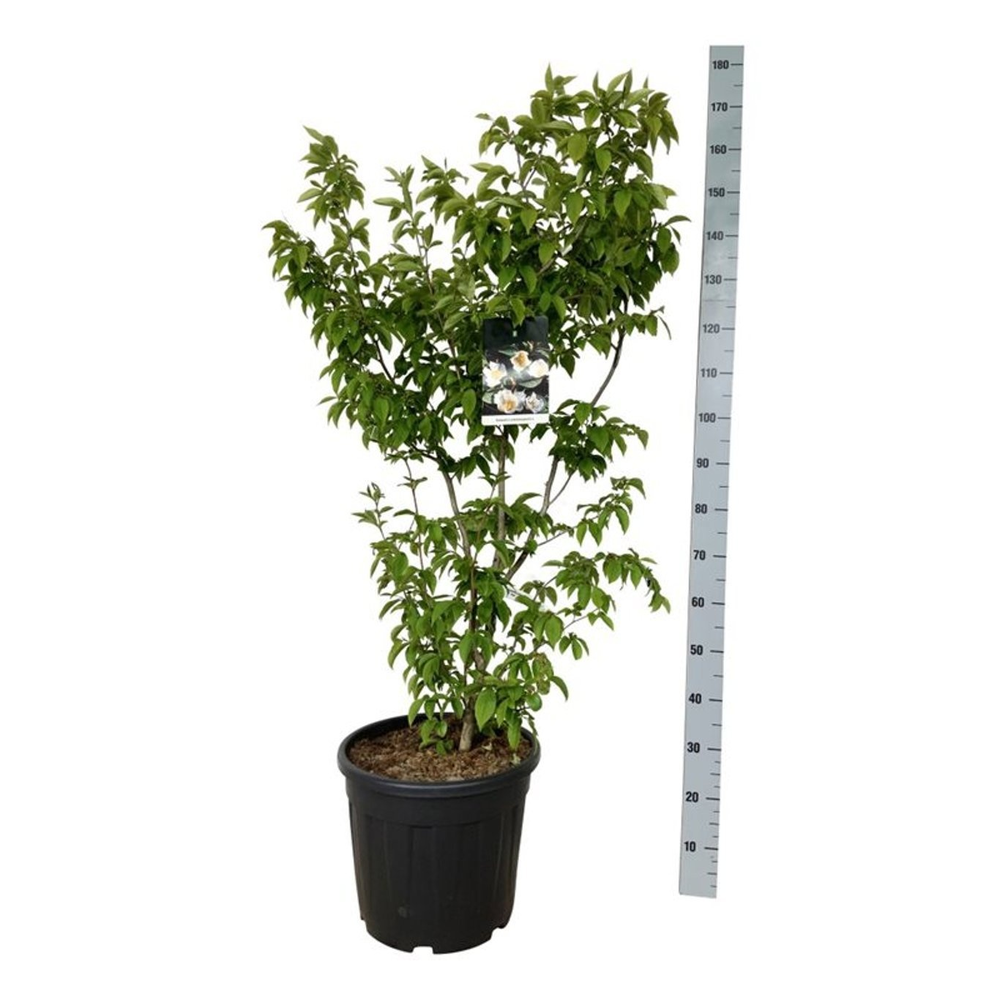 Stewartia pseudocamellia.