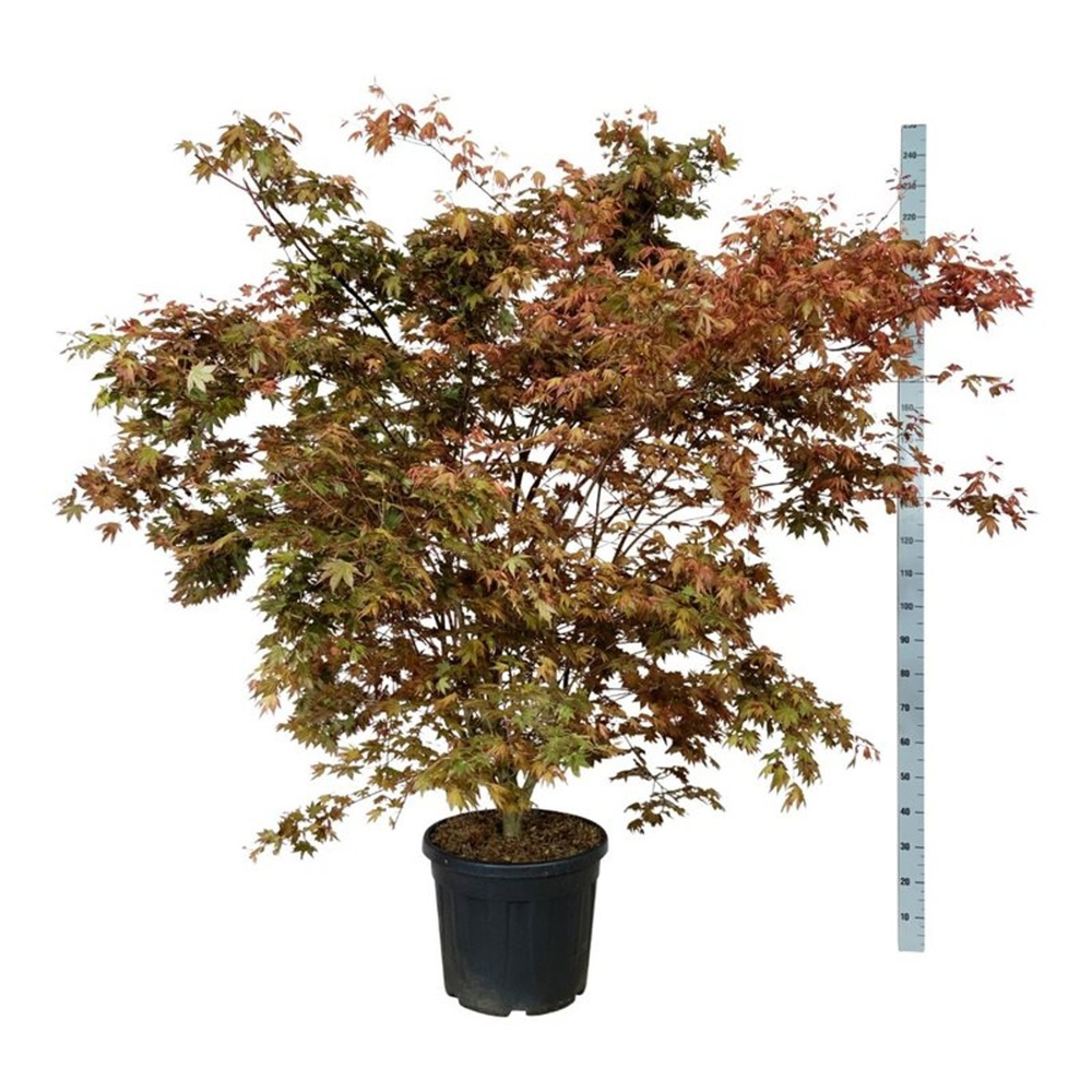Acer pal. Brown Sugar.