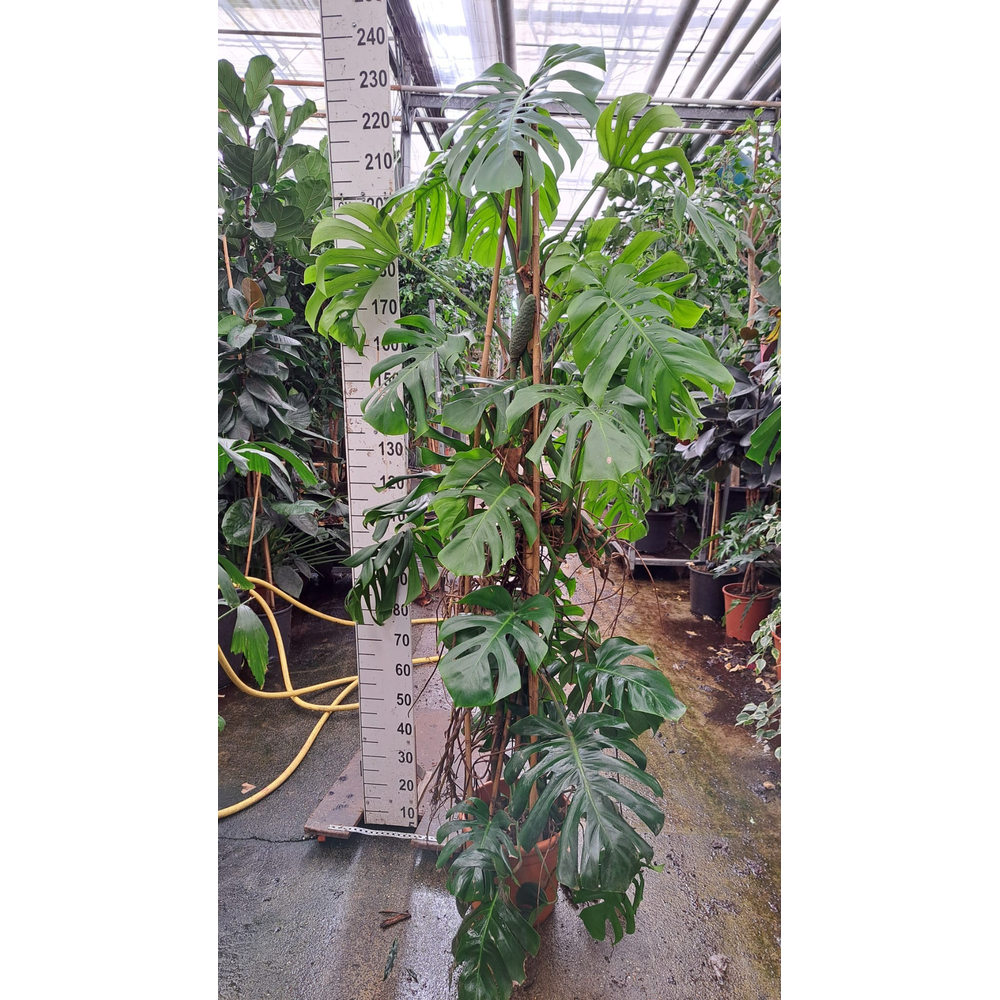 Monstera Deliciosa 210.