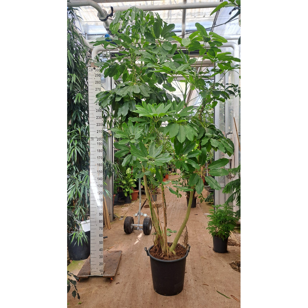 Schefflera Amate multistam XL 325.