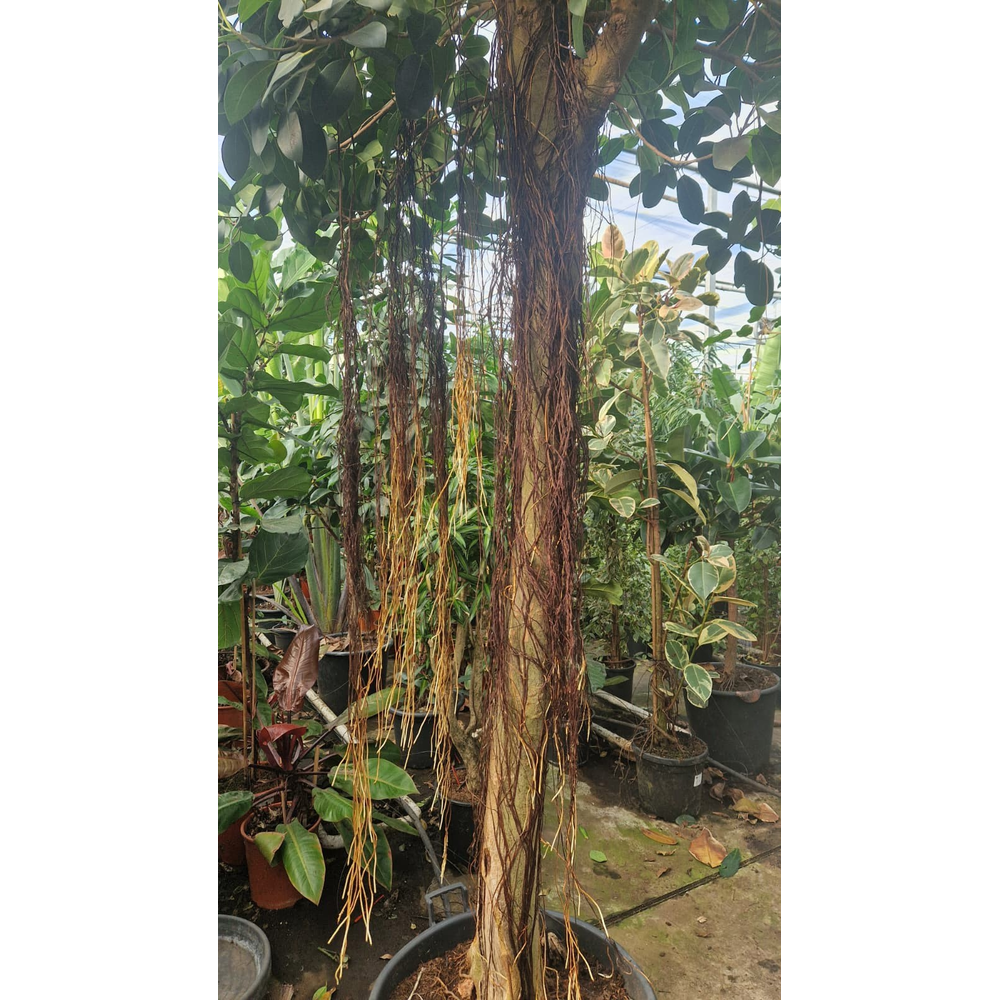 Ficus rubiginosa Australis stam 425.