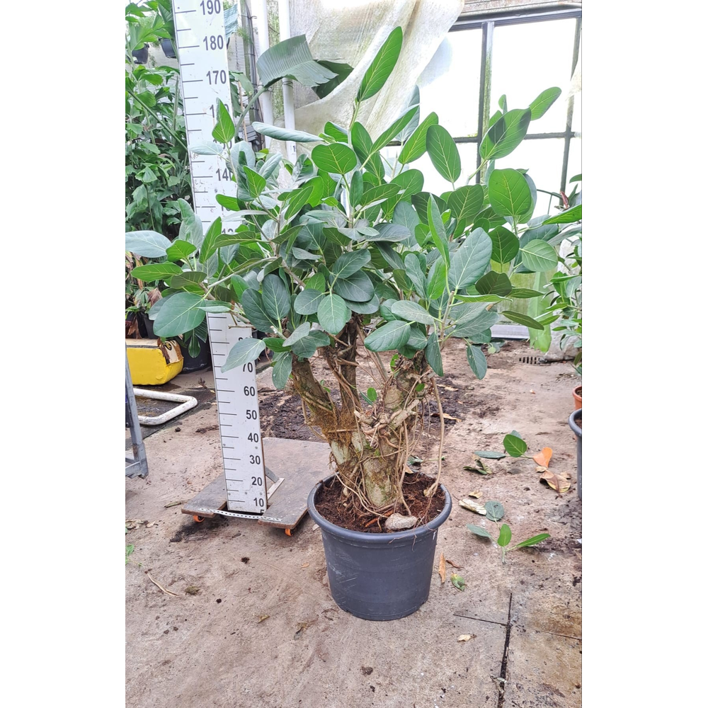 Ficus Beng. Audry vertakt XL.