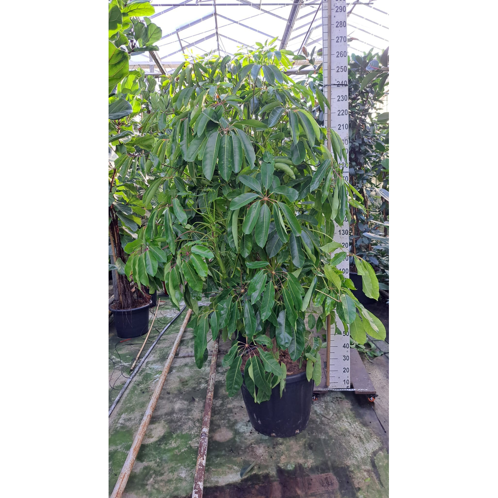 Schefflera Amate bush XXL 300.