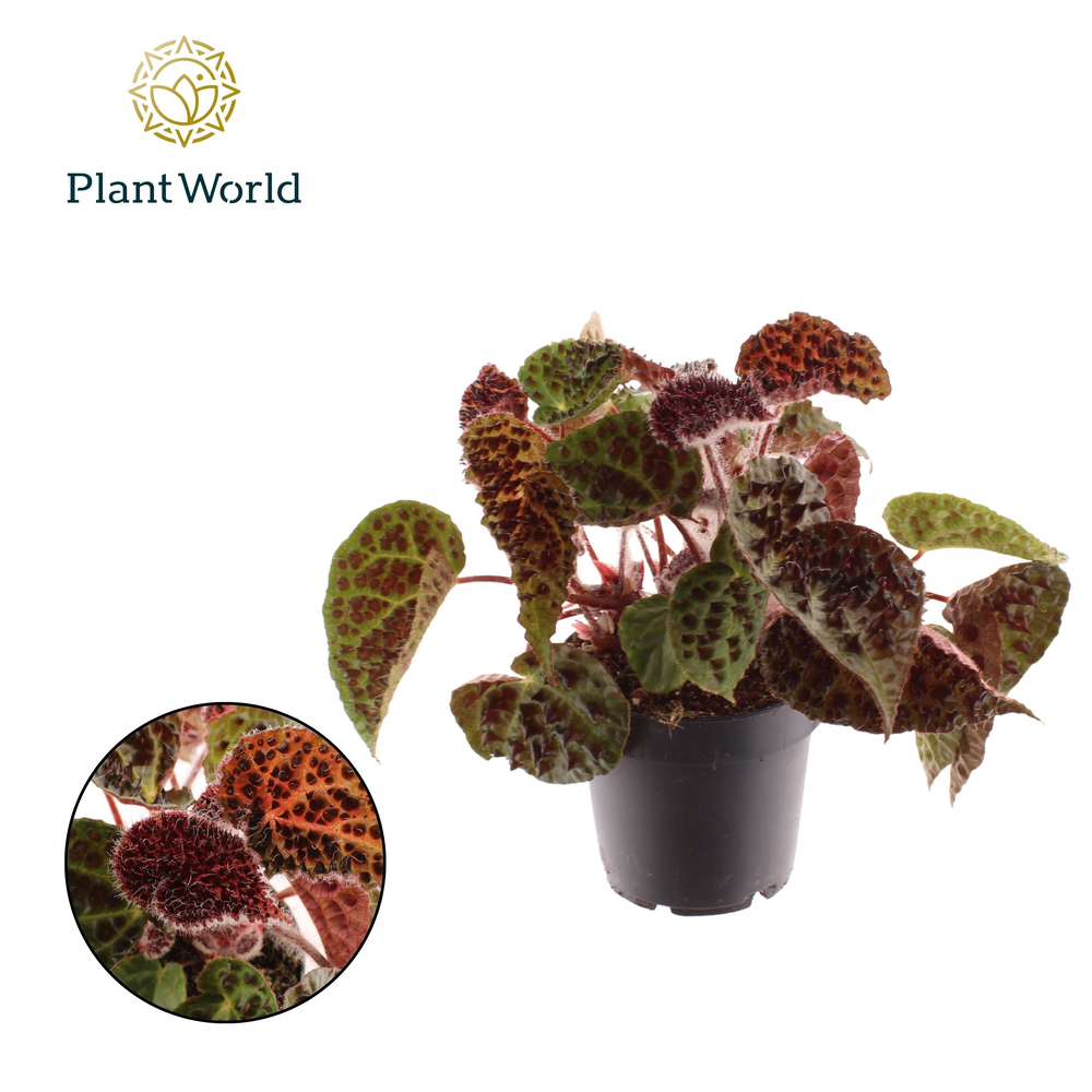 Begonia rex Ferox.