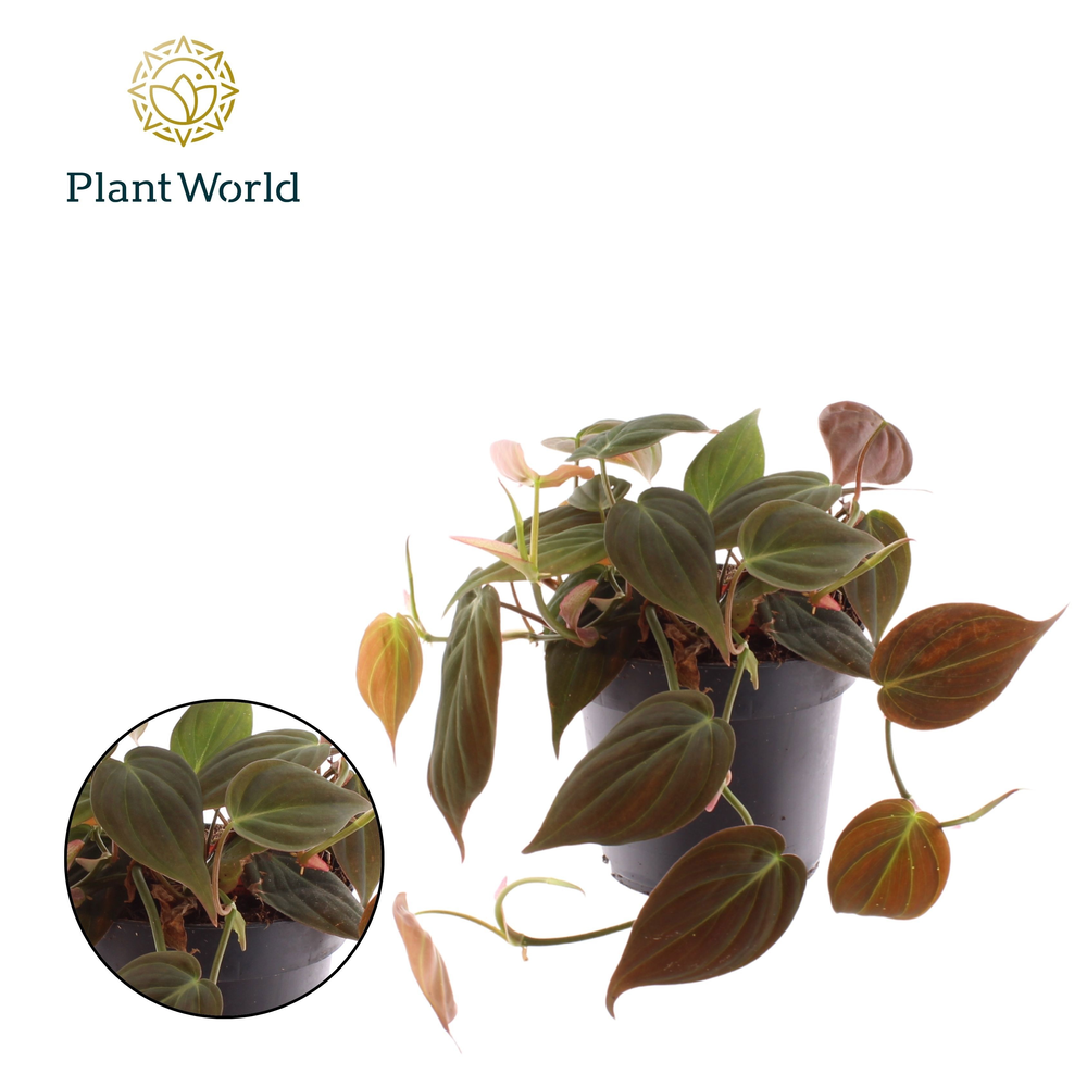 Philodendron scandens 'Micans'.