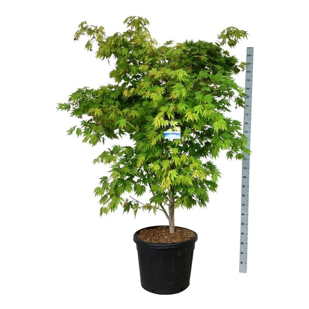 Acer Arctic Jade ®.