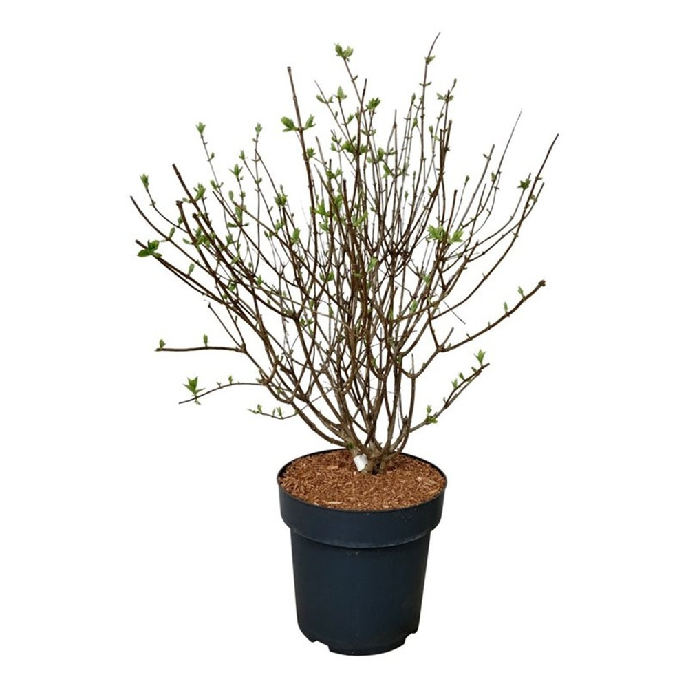 Hydrangea pan. Petite Cherry.