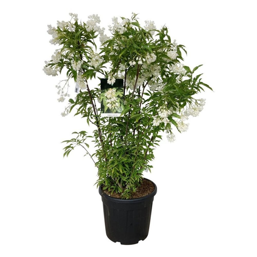 Staphylea colchica.