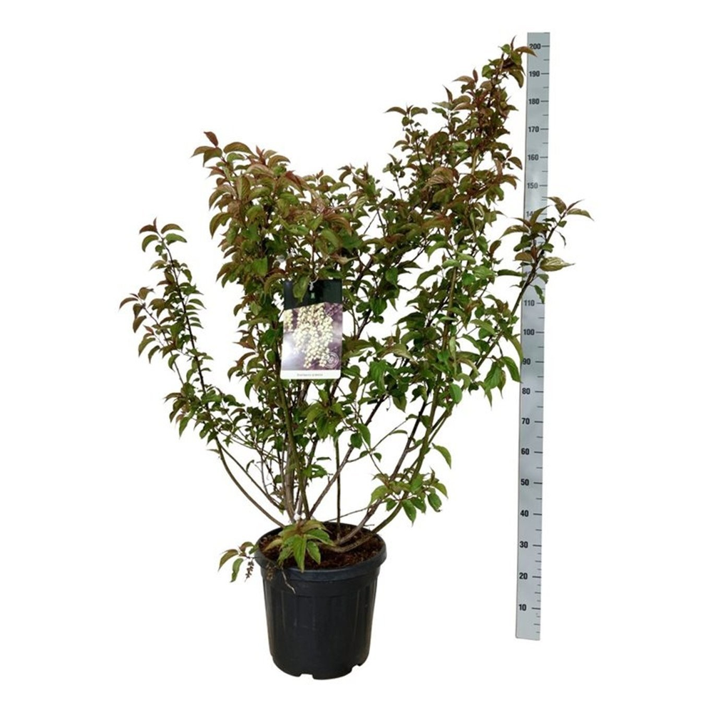 Stachyurus praecox.
