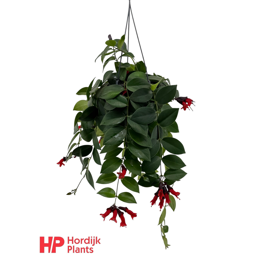 Aeschynanthus 'Mona Lisa'; bloeiend.