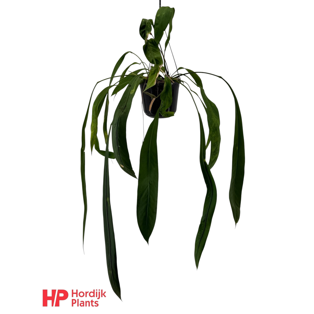 Anthurium vittariifolium.