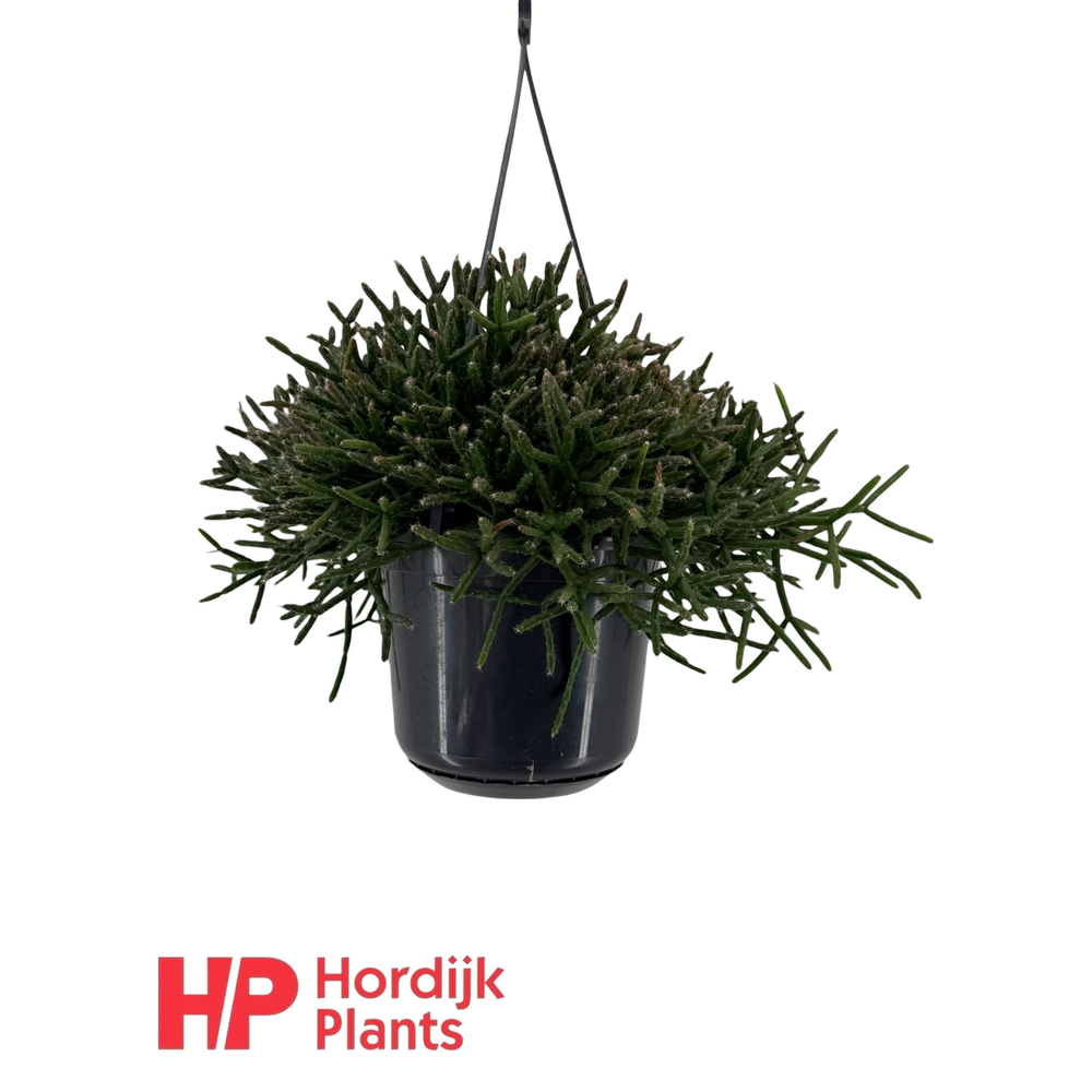 Rhipsalis burchellii P15.