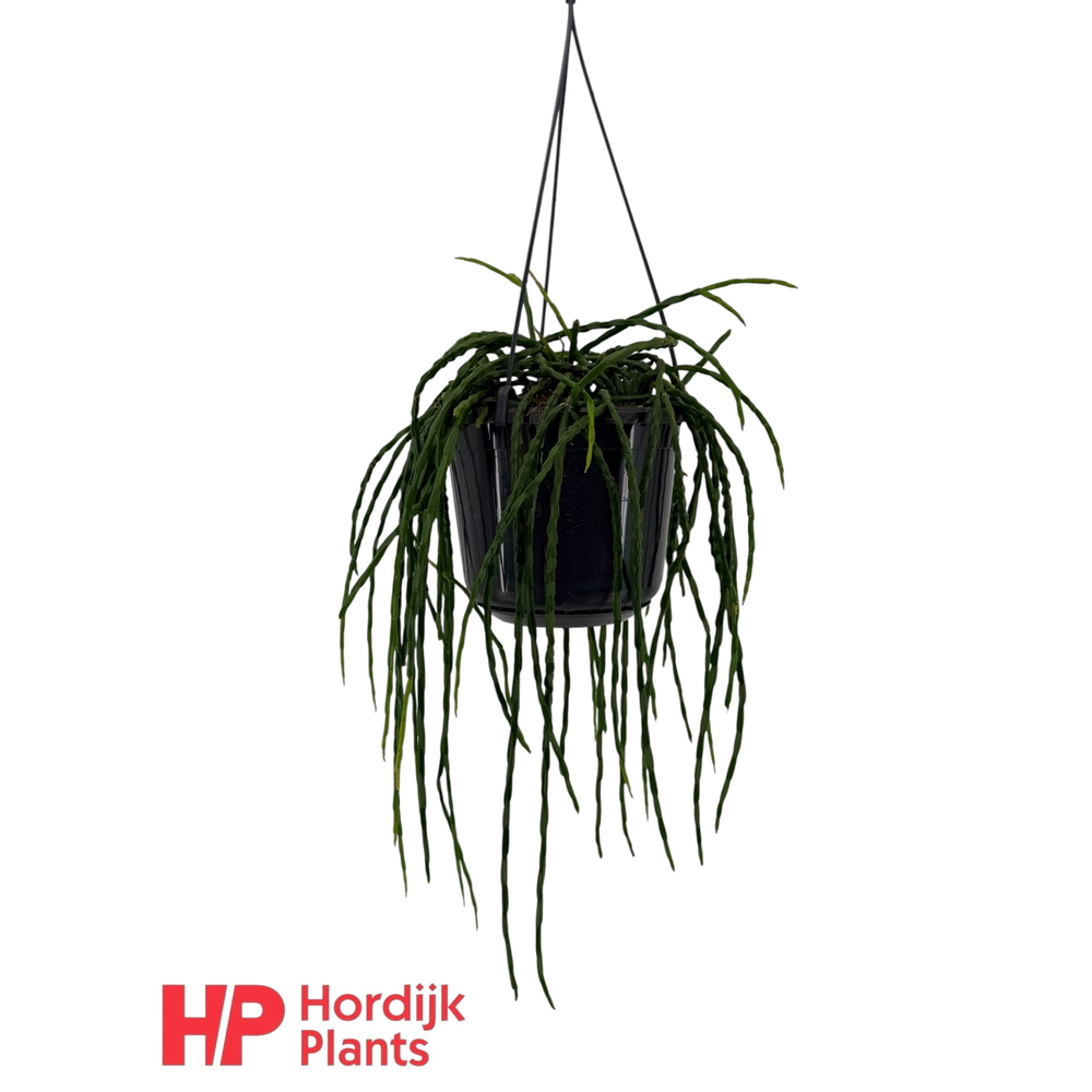 Rhipsalis paradoxa minor.