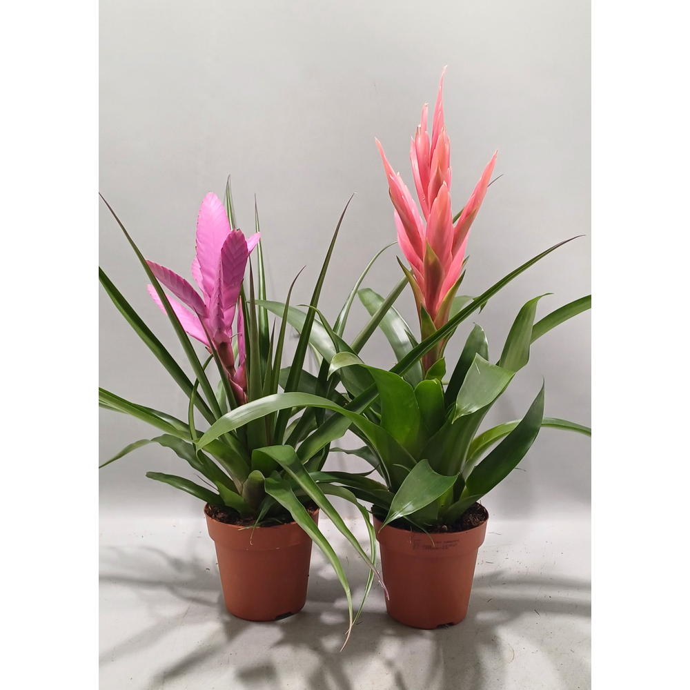 Tillandsia gemengd (Met Hoes).