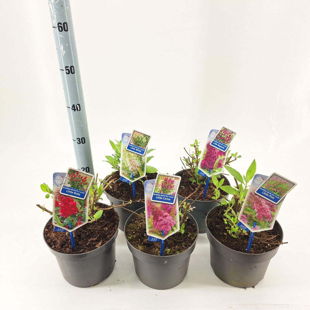 Buddleja d. Butt. Candy® mix P19 (minimum order on.