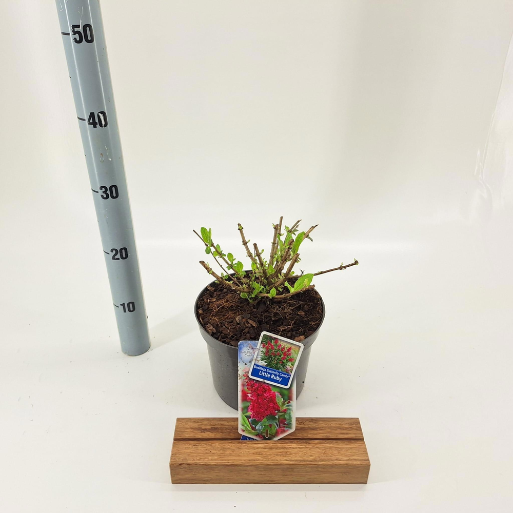 Buddleja d. Butt. Candy® Little Ruby ('BotEx 006'P.