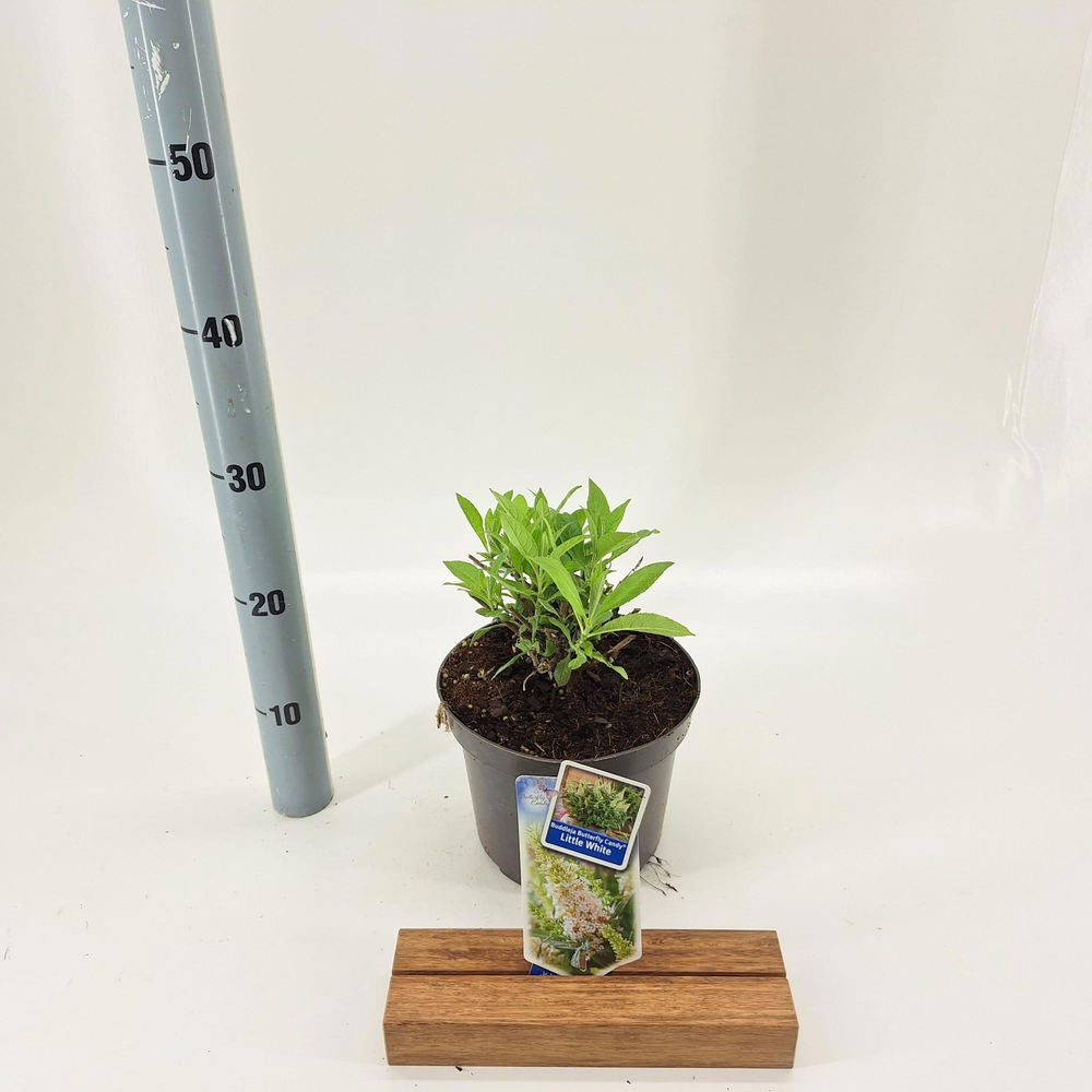 Buddleja d. Butt. Candy® Little White ('BotEx 003'.