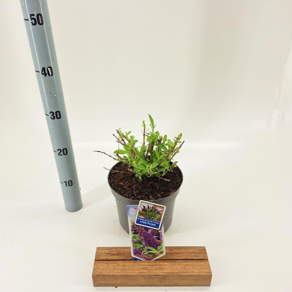 Buddleja d. Butt. Candy® Little Purple ('BotEx 001.