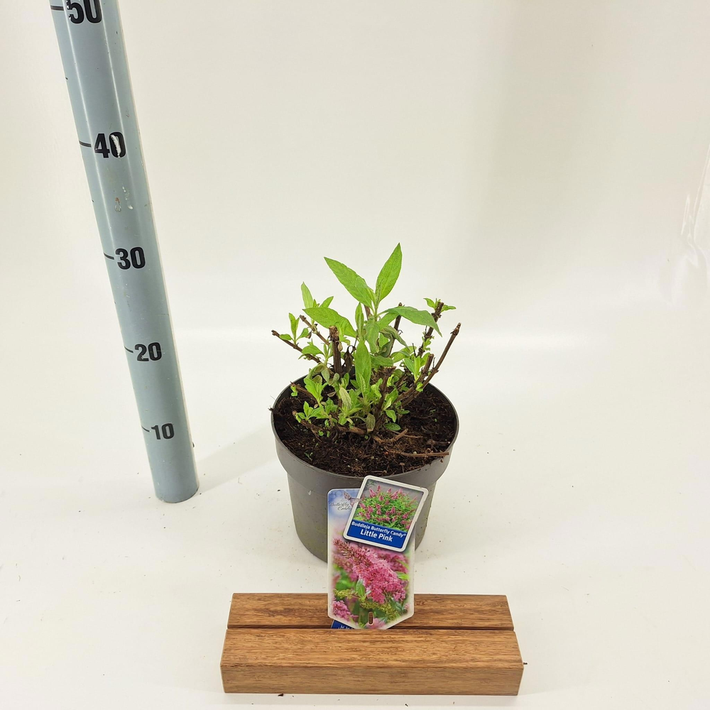 Buddleja d. Butt. Candy® Little Pink ('BotEx 005'P.