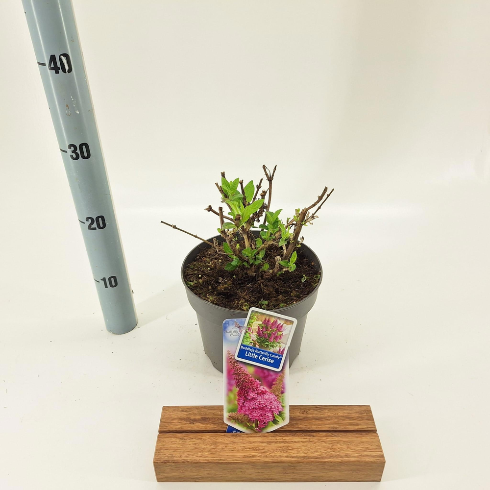 Buddleja d. Butt. Candy® Little Cerise ('BotEx 007.