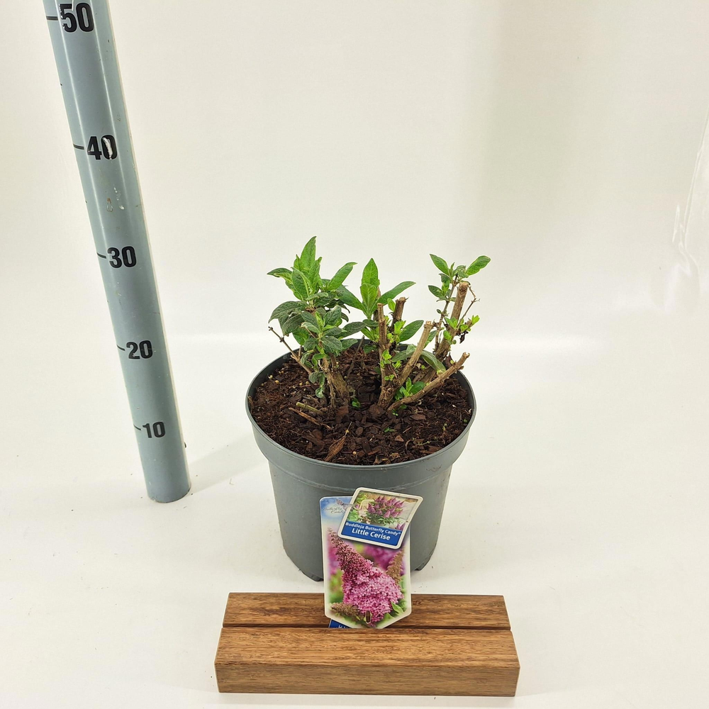 Buddleja d. Butt. Candy® Little Cerise ('BotEx 007.