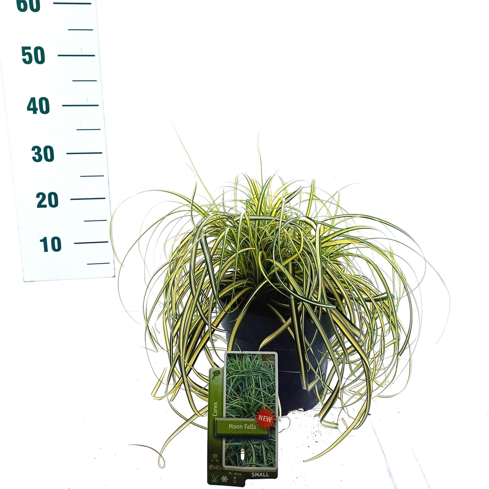 Carex 'Moon Falls' ('Et Crx 904'PBR).