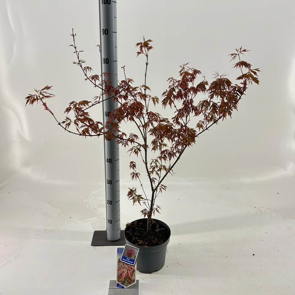 Acer pal. Royal Garnet ('Opstal11PBR).
