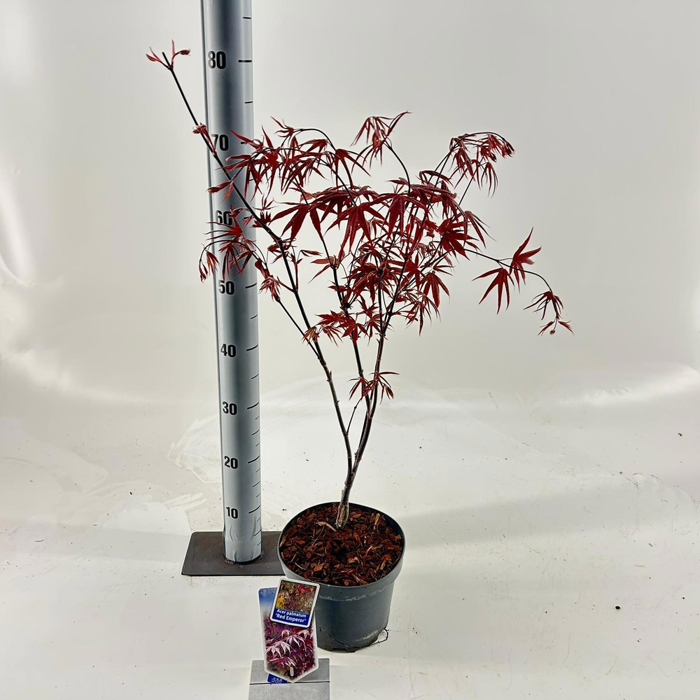 Acer pal. 'Red Emperor'.