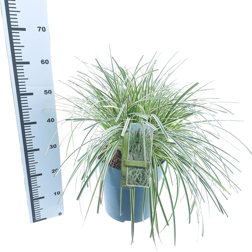 Carex 'Feather Falls' PBR.