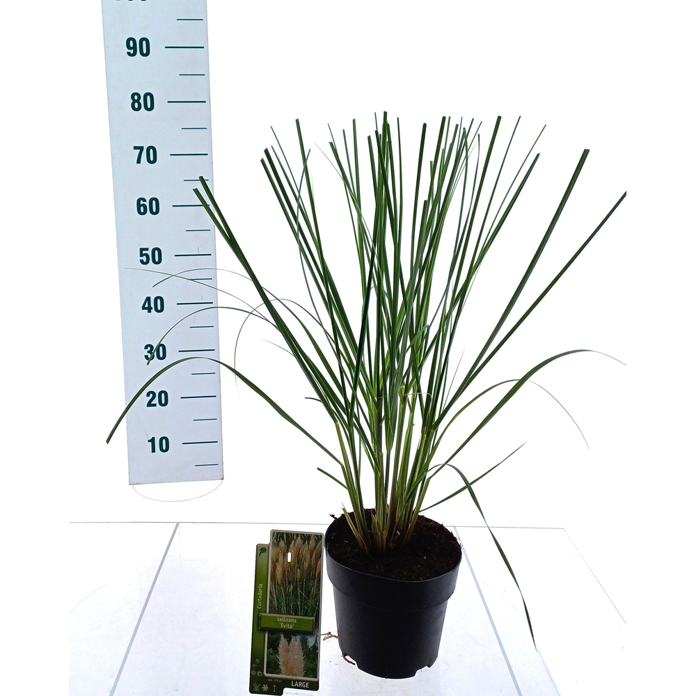 Cortaderia selloana 'Evita'.