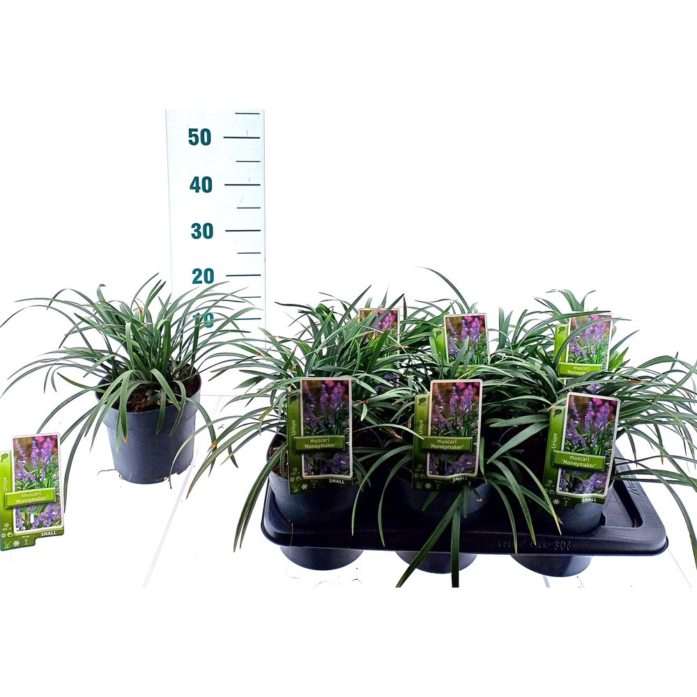 Liriope muscari 'Moneymaker'.