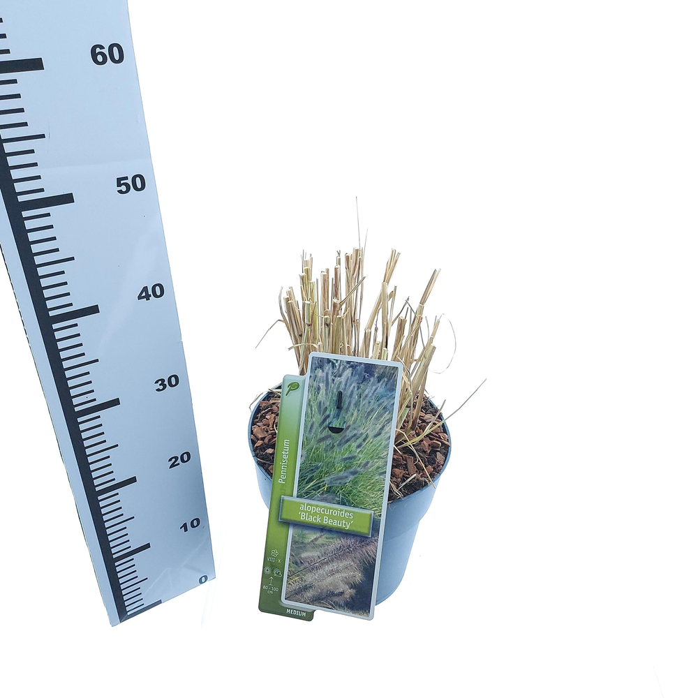 Pennisetum alopecuroides 'Black Beauty'.