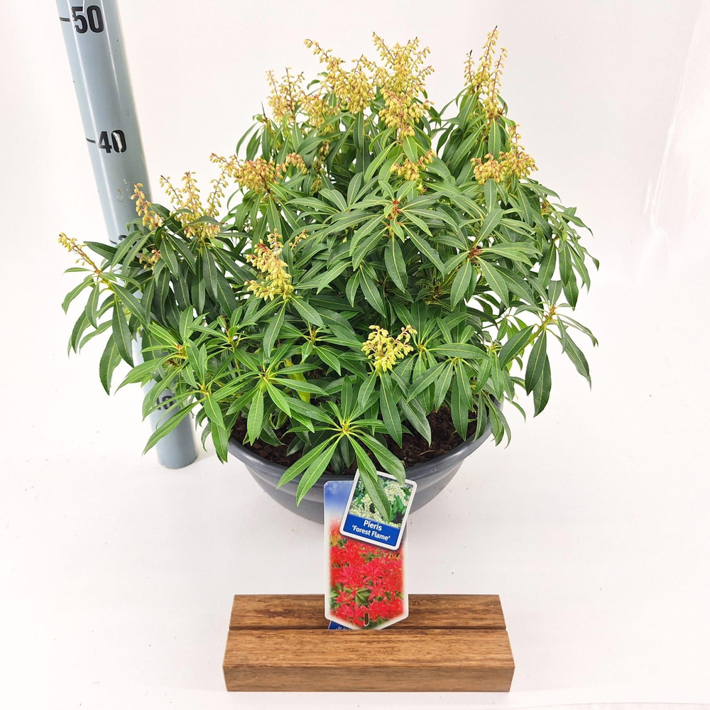 Pieris 'Forest Flame'.