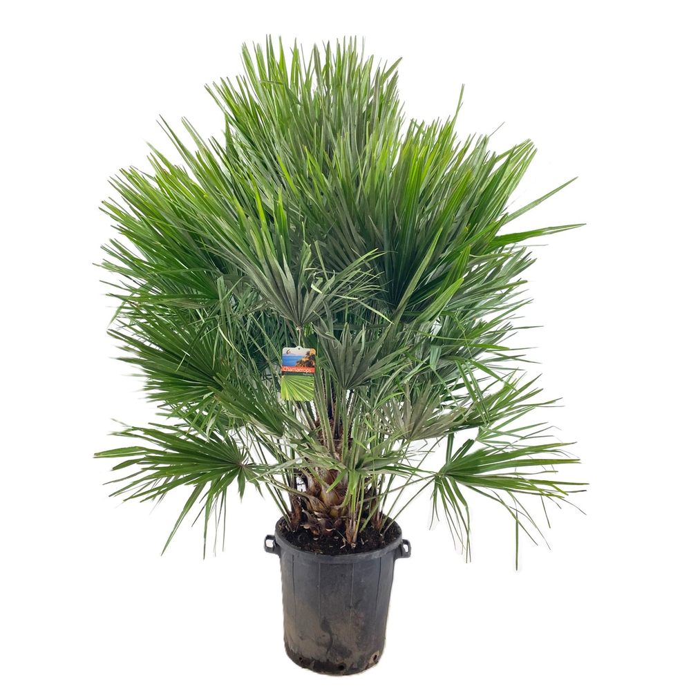 Chamaerops humilis.
