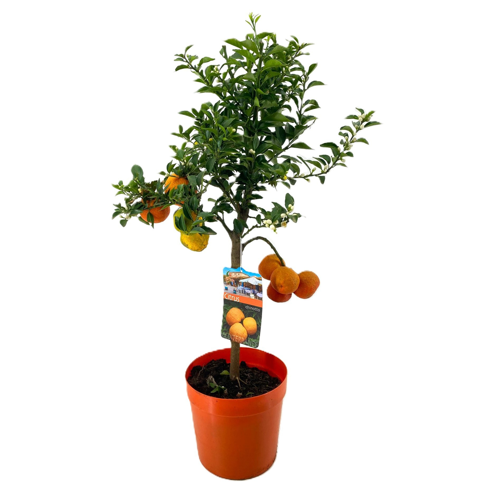 Citrus chinotto.