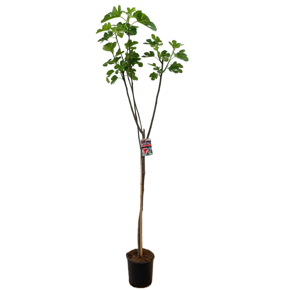 Ficus carica.