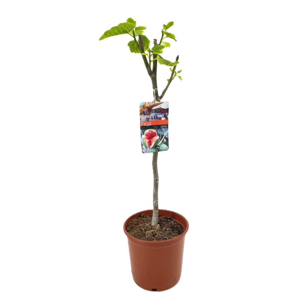 Ficus carica.