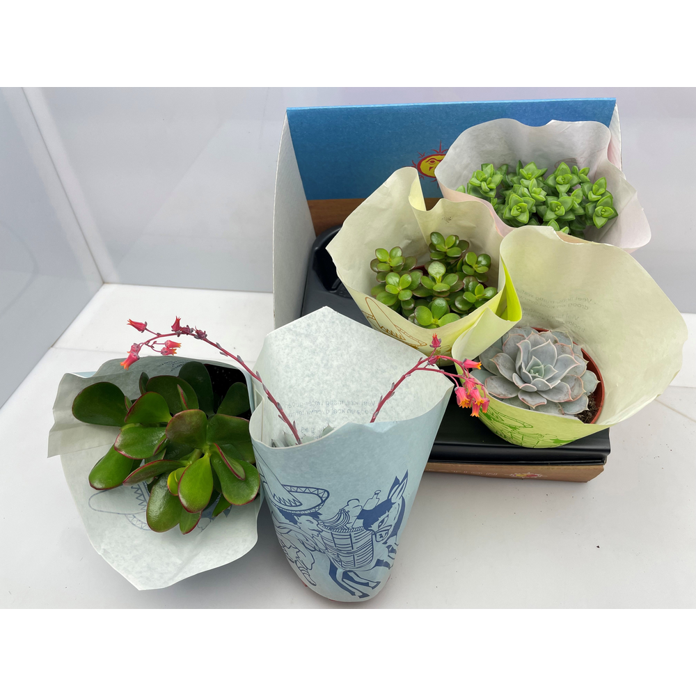 Succulent papierhoes 10.5 cm.