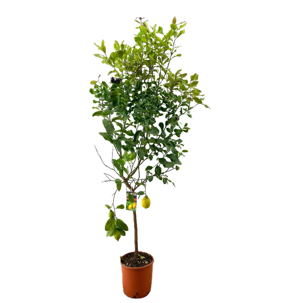 Citrus lemon.