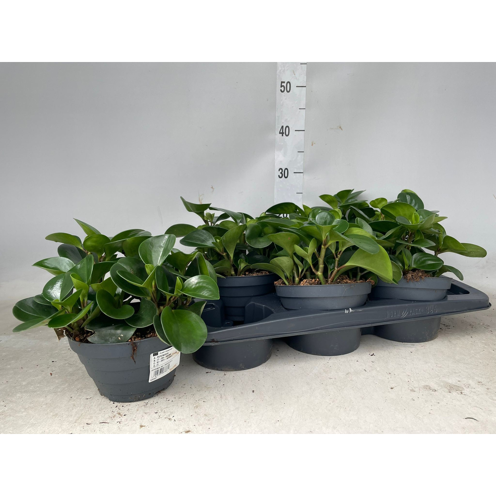 Peperomia obtusifolia Green P17 Bowl.