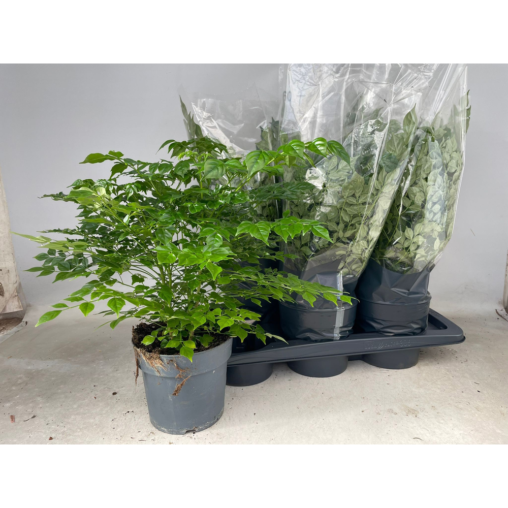 Radermachera Sinica P17.