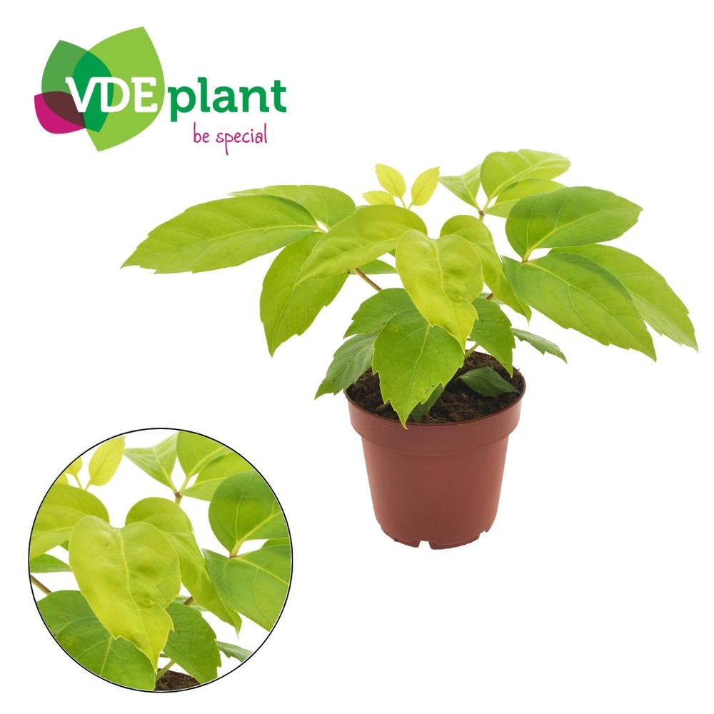 Schefflera amate “Golden” 12cm.