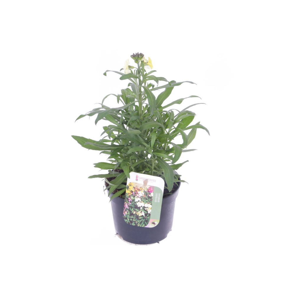 Erysimum lin. Leya Lemon Glow.