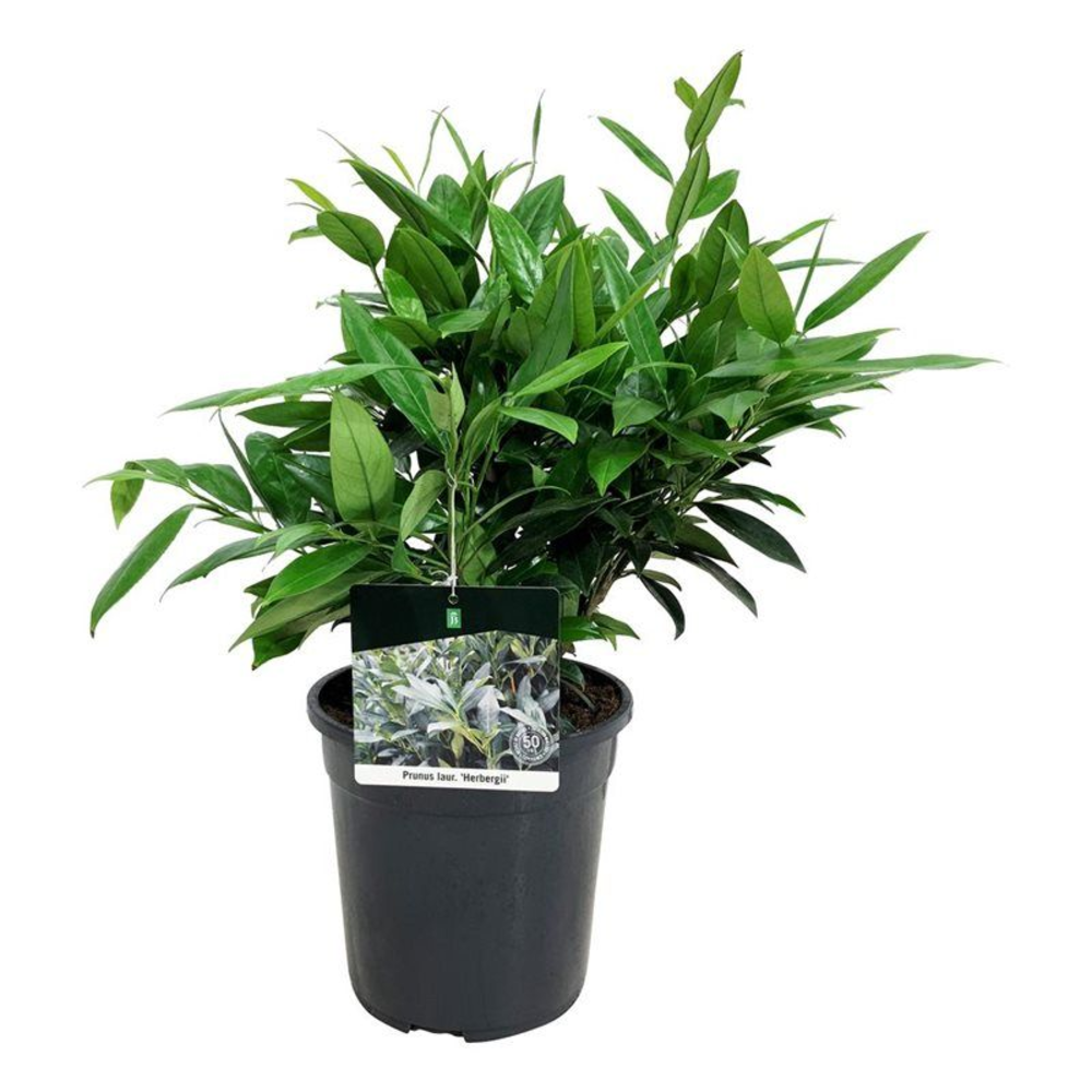 Prunus laur. 'Herbergii'.