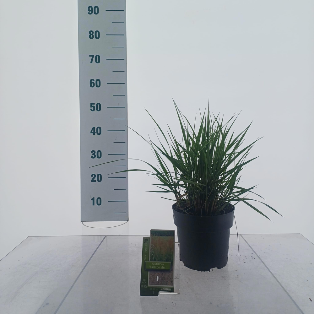 Calamagrostis acutiflora 'Karl Foerster'.