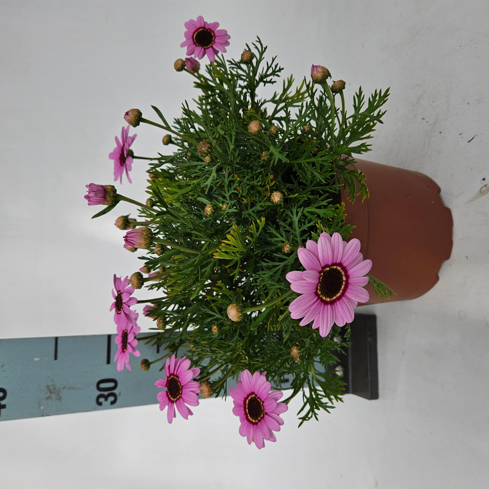 Ar19pi Argyranthemum Daisy Pink.