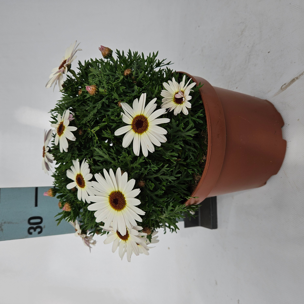 Ar19wh Argyranthemum Daisy White.