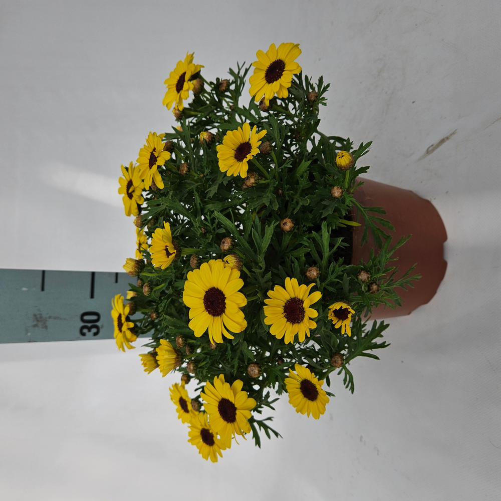 Ar19ye Argyranthemum Daisy Yellow.