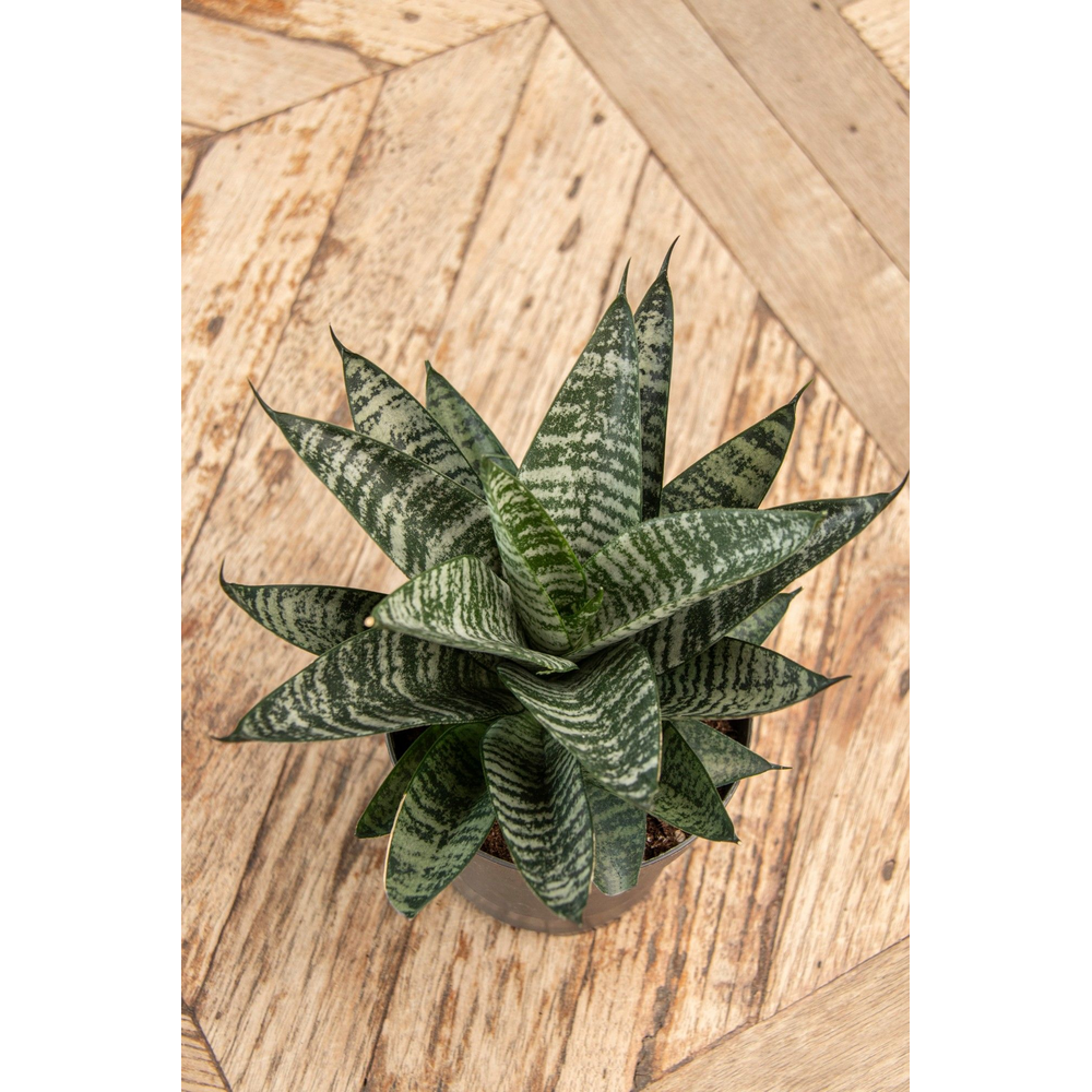 Sansevieria Star Ming Green Marble.