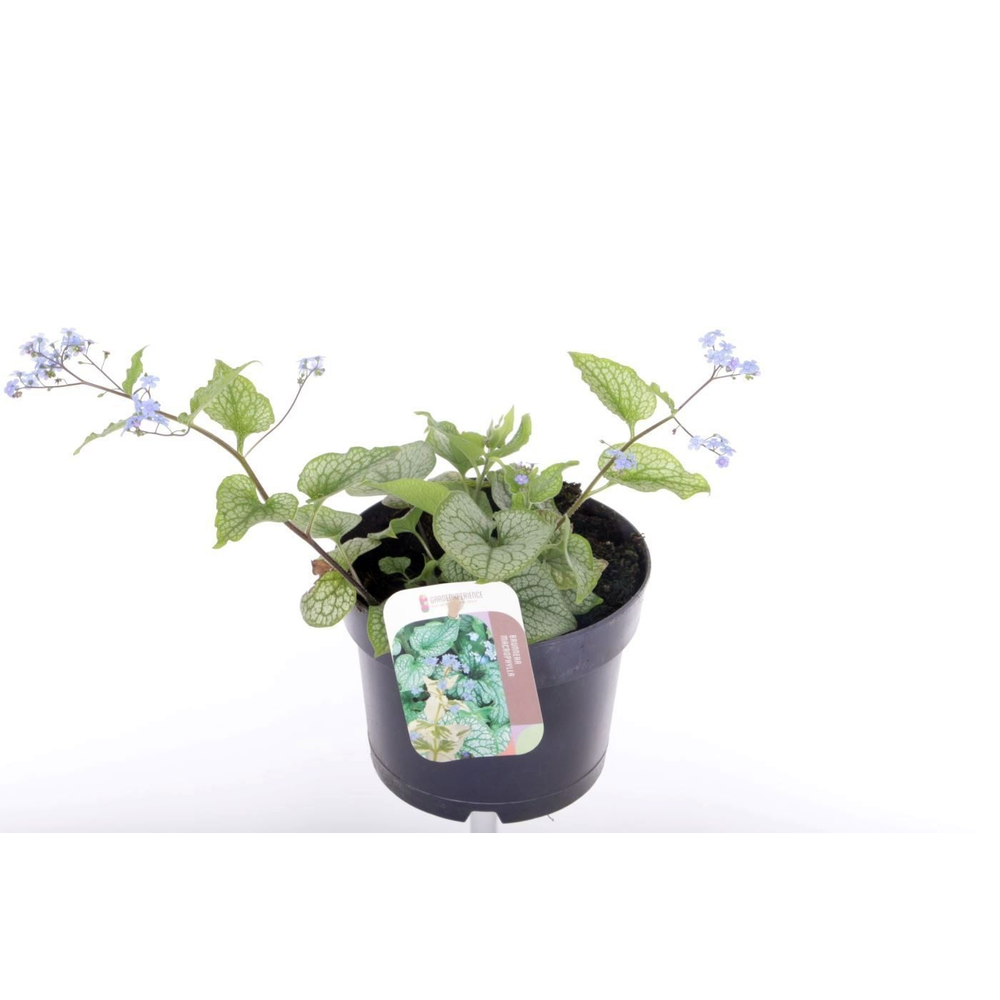 Brunnera macr. Alexander's Great.